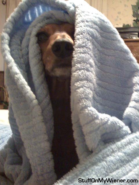 Lexie under her blue blanket.