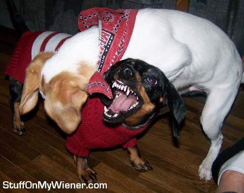 Ozzie fighting with Saban.
