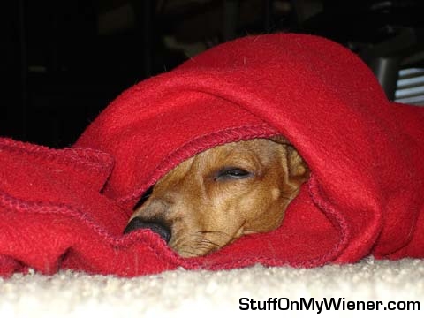 Pebbles napping in her red blanket.