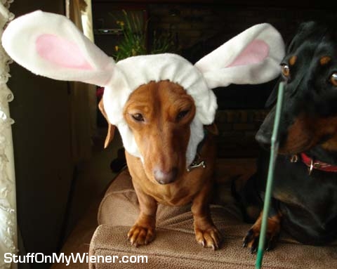 Sadie as a bunny with Bailey looking on.