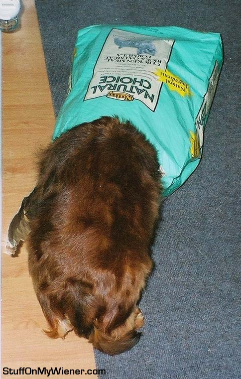 Sammy in the food bag.
