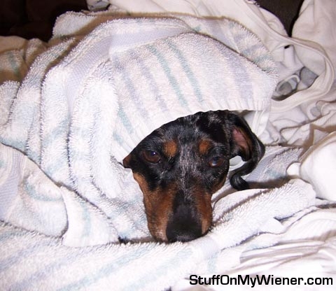 Abbey in a pile of warm fresh laundry.