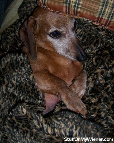 Beans in his leopard print blanket.