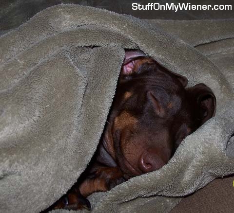 Buster in a blankie.