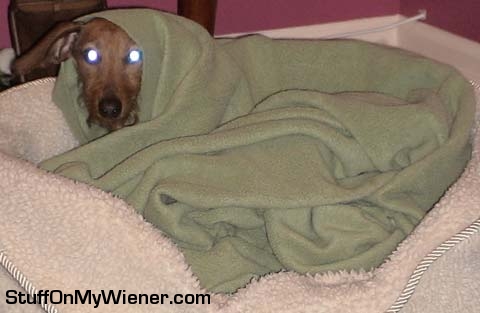 Dexter as the Possessed Dachshund.