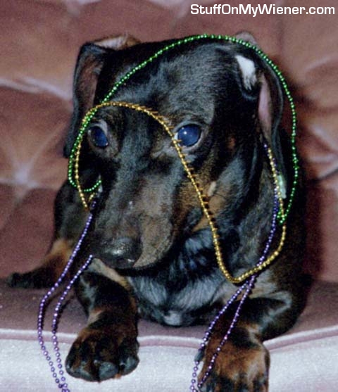 Herbie with Mardi Gras beads.