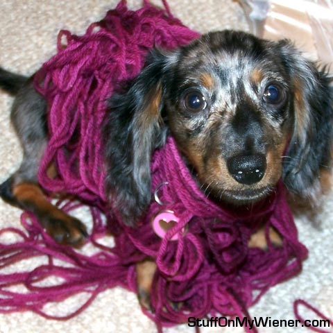 Honey in a ball of yarn.