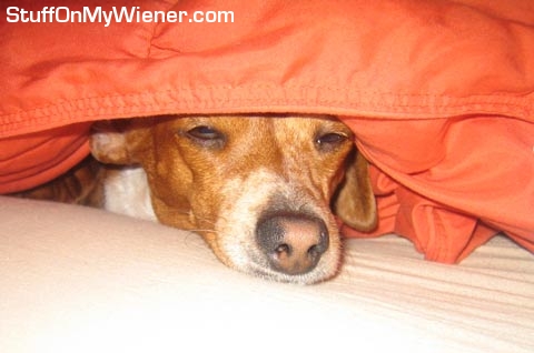 Mocha playing peekaboo.