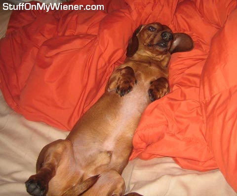 Moose reclining in bed.