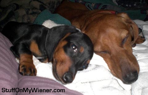 Mya and Bear in warm laundry.