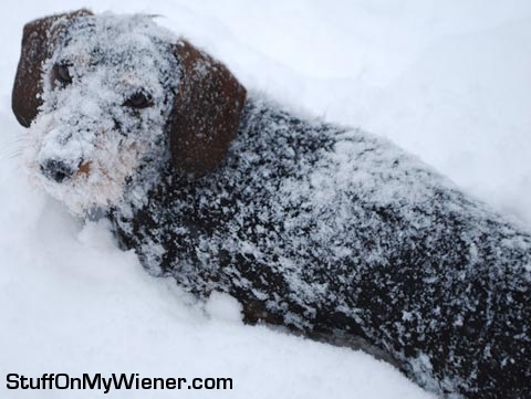 Ozzy in the snow.