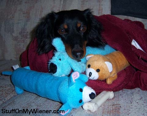Rebel snuggling in a pile of bobos.