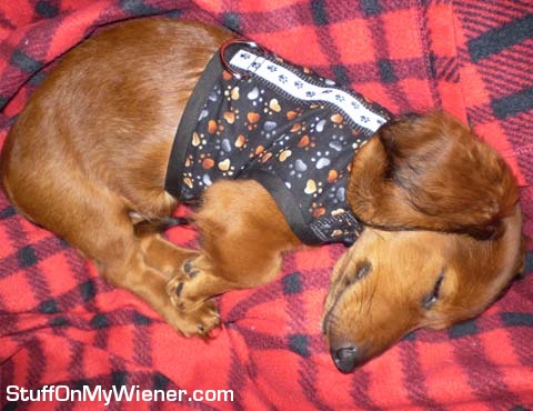Rocco sleeping in his vest.
