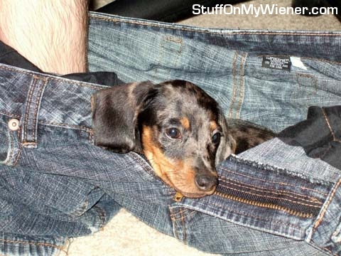 Tony in a pair of human pants.