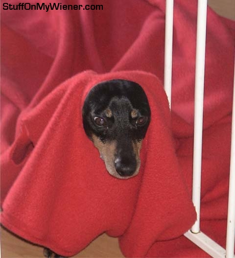 Trooper in a red fleece blanket.