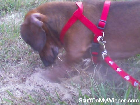 Andy digging for buried treasure.
