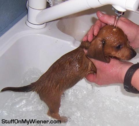 Annie having a bath in the sink.