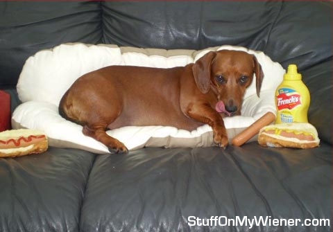 Bizzy with hot dogs and mustard.