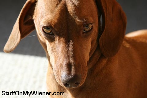 Charlie staring down the camera.