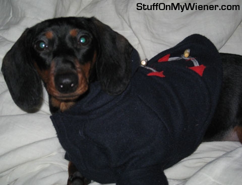 Duchess in her new raincoat.