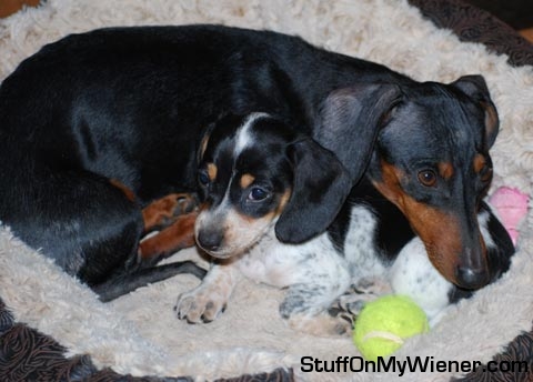 Georgia & Sweet Pea resting together.
