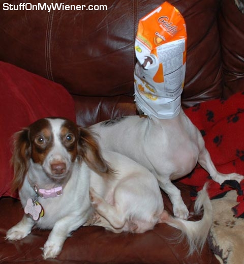 Trudy watches Jethro with his head in the snack bag.