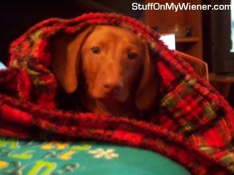 Oliver in his weenie bag.