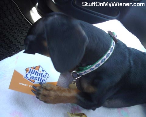 Ollie eating White Castle.