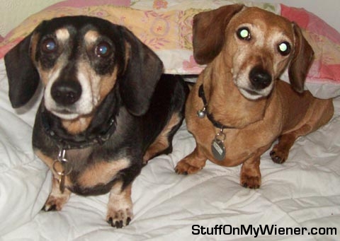 Oscar and Daphne in bed.