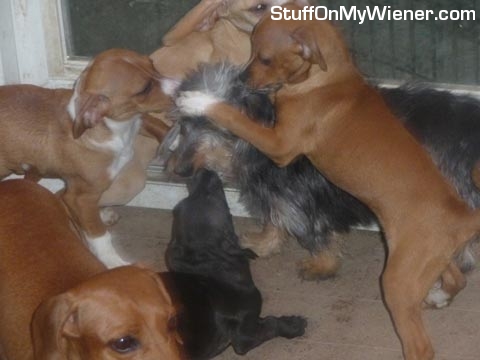 Rascal under a pile of pupies.