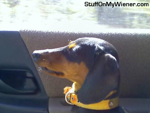 Zephyr copiloting Dog Truck.
