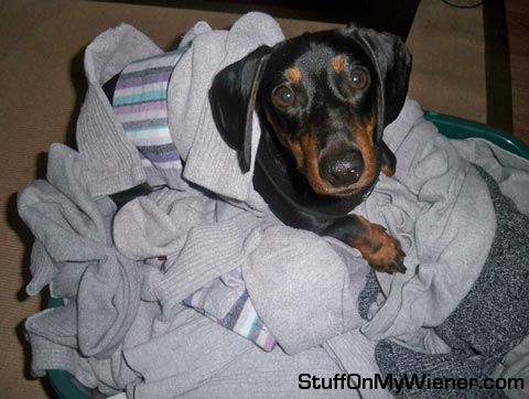 Louis Vuitton in the fresh laundry.