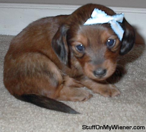Roxanne with a blue bow.