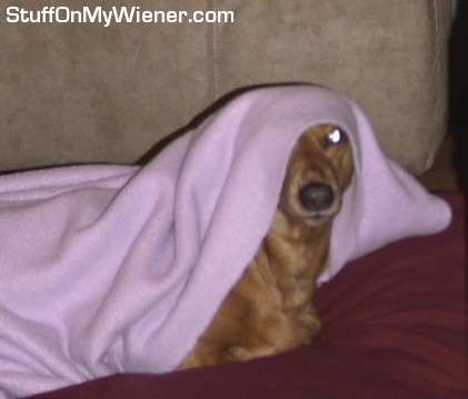 Brutus under his blankie.