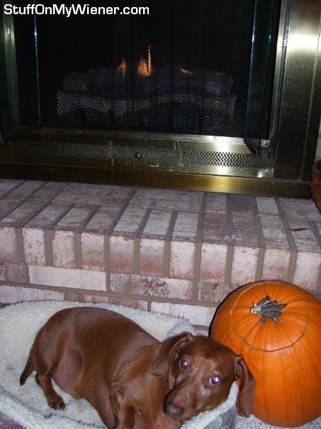 Caesar in front of the fireplace.