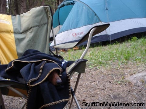 Ceaser sleeping in chair while at camp.