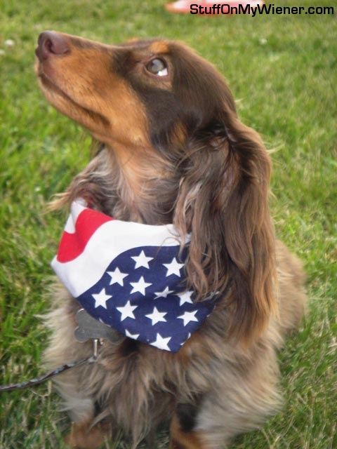 Fezzik with a flag bandanna.