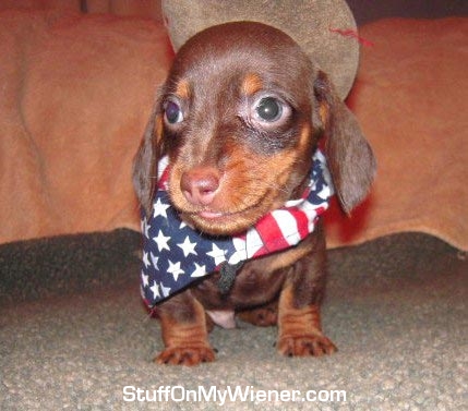 Hershey with a flag bandanna.