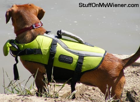 Leeloo in a life vest.