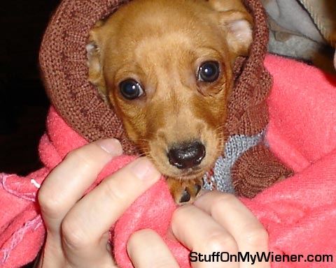 Lily in a hooded sweater.