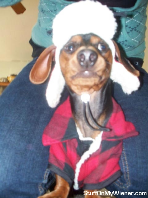Moose as Elmer Fudd