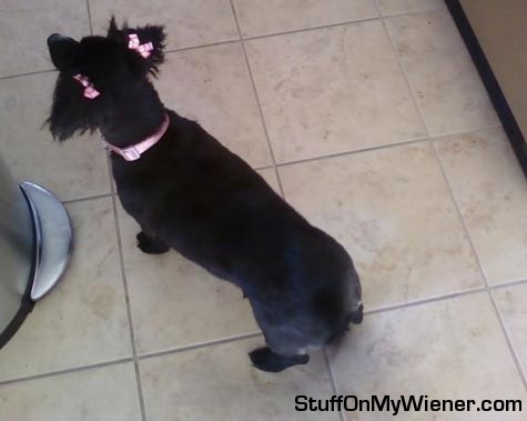 Phoebe with bows in her hair.