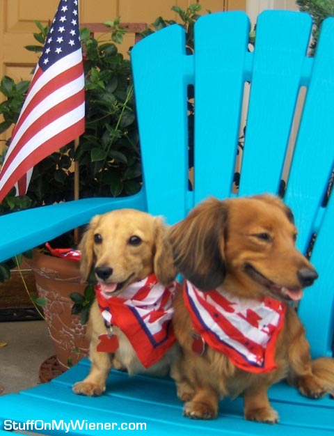 Savannah and Schatzi with flag bandannas.