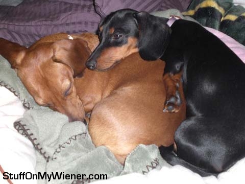 Mya sleeping on Bear.