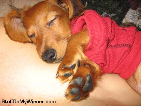 Bella sleeping in hoodie.