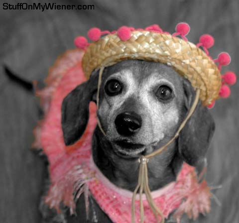 Bitsy in a sombrero and poncho.