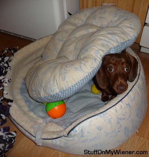 Cocoa under her bed mattress.