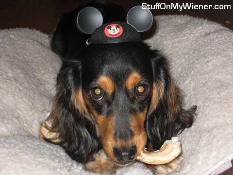 Frankie in a Mickey Mouse hat.