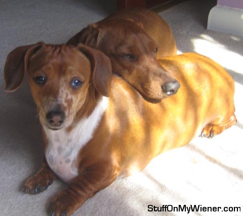 Moose using Mocha as a pillow.