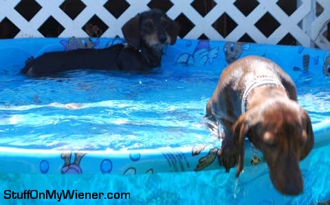 Whiskey and Ozzy in the pool.